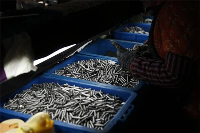 Pinbars pour capsule végétative